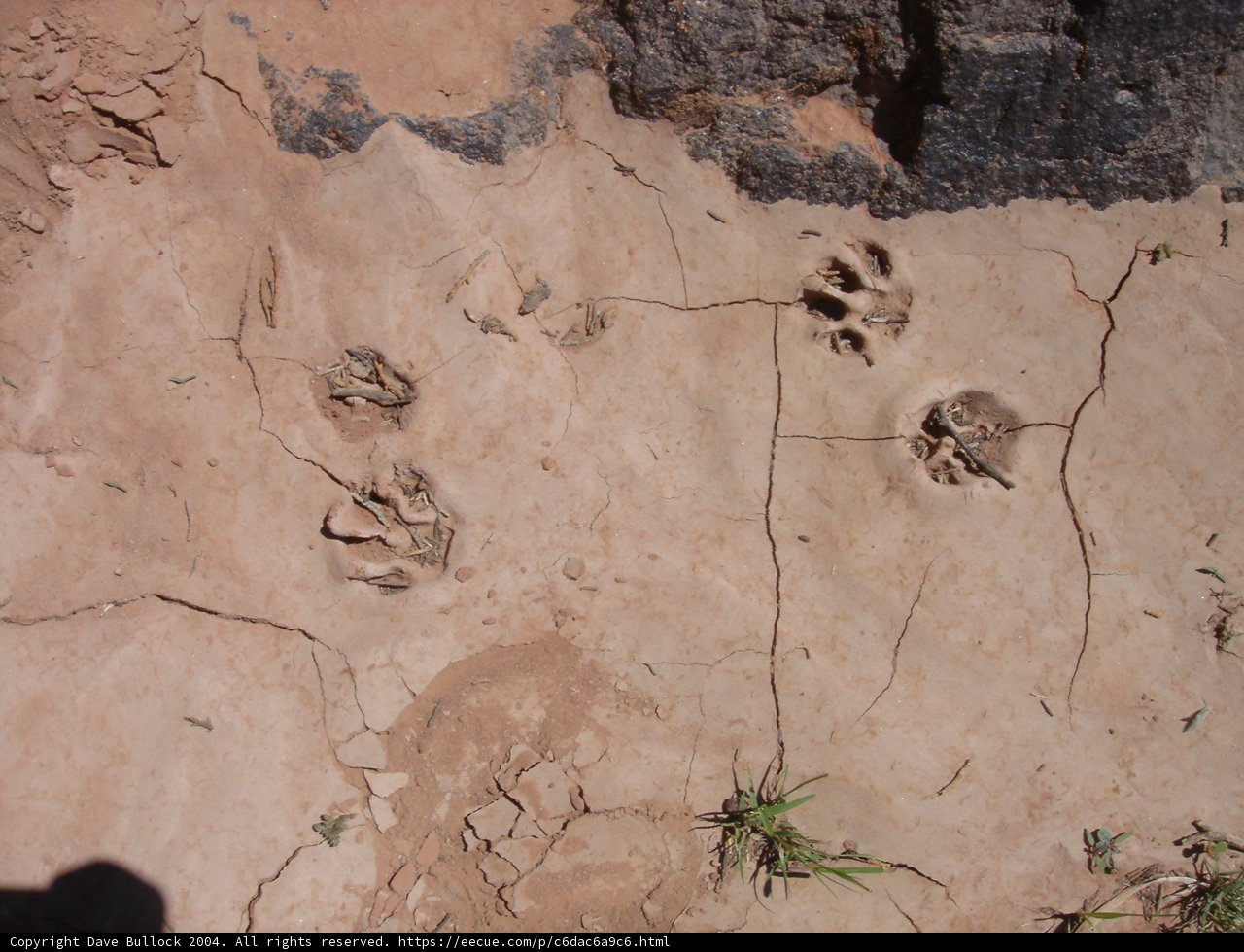 Tracing the Footprints on the Rock