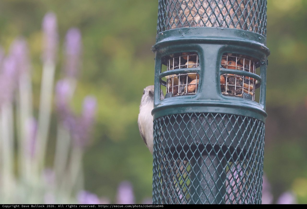 Small Bird Clinging to Peanut Feeder in Garden