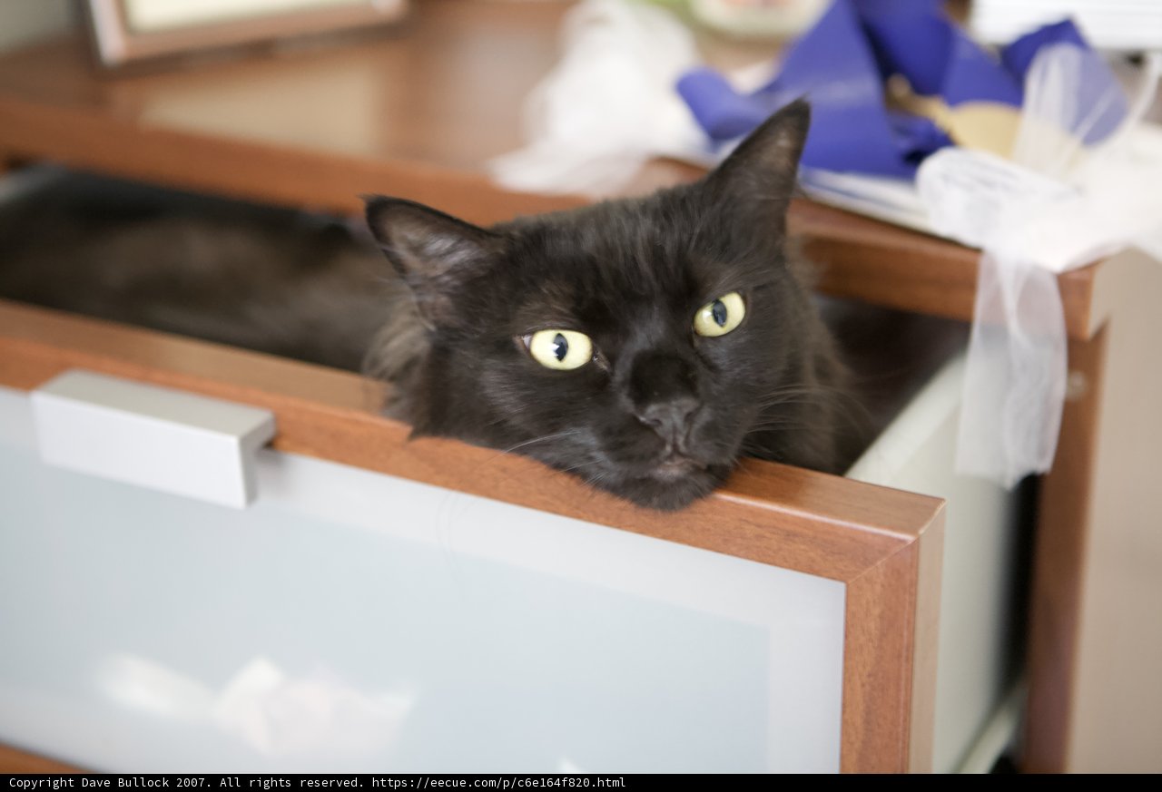 Drawer Cat