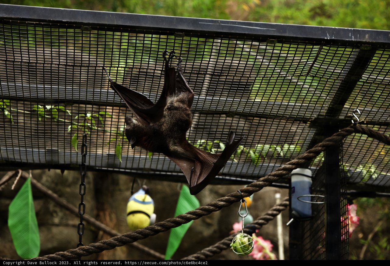 A Unique Spectator at Oakland Zoo