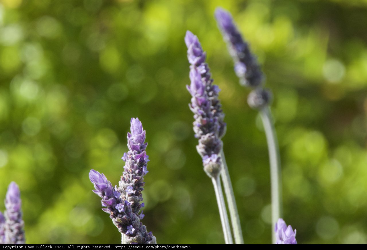 Lavender Dreams