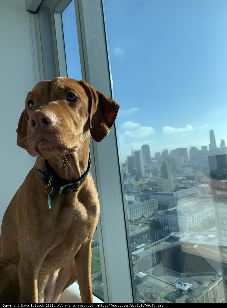 City Dog