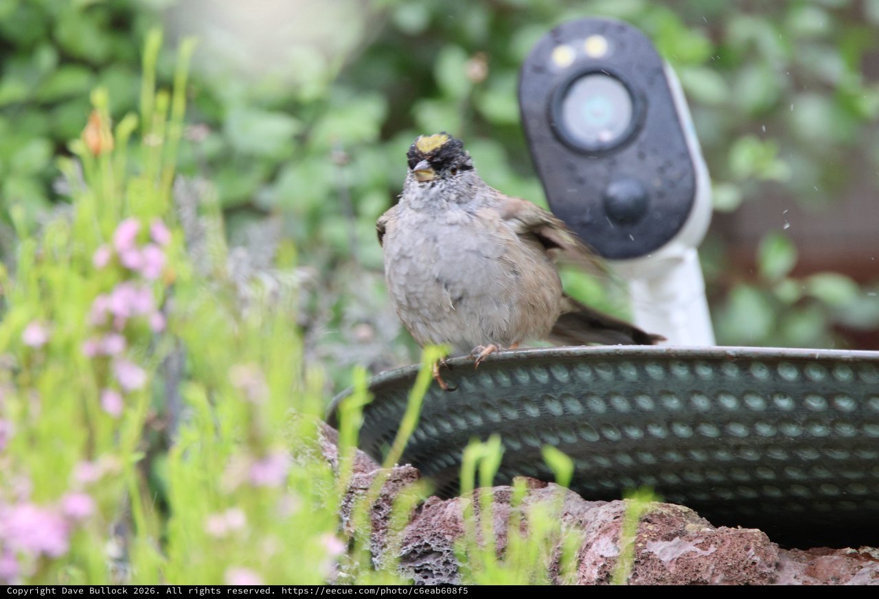 Golden-Crowned Sparrow Perched at Garden Birdbath