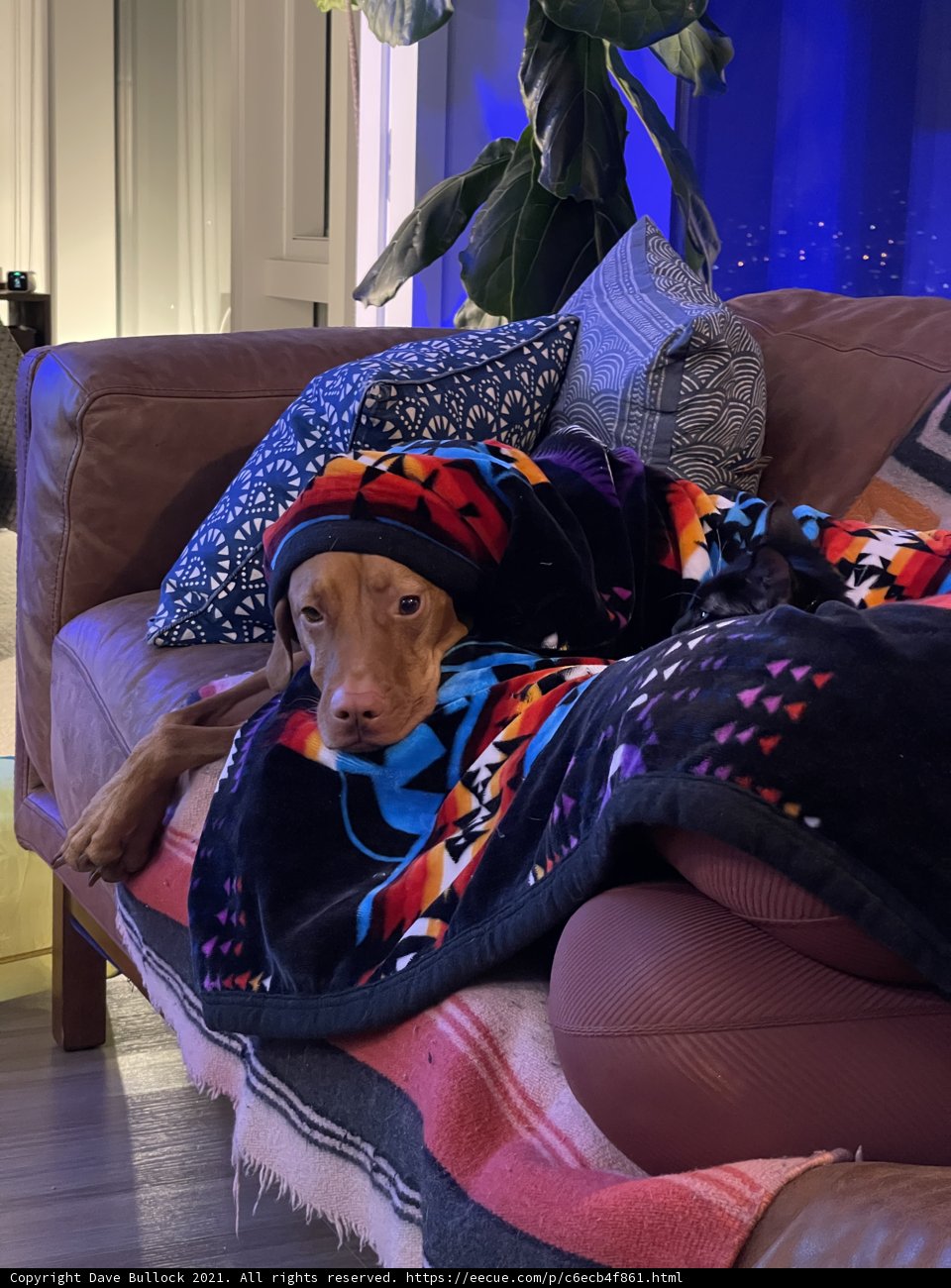 Cozy Canine on the Couch