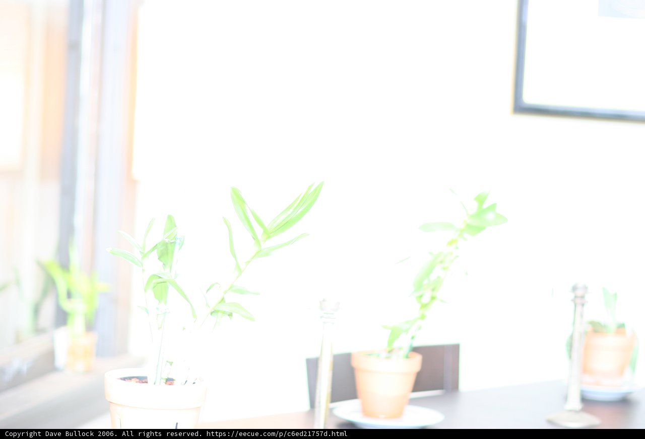 Greenery on a Windowsill