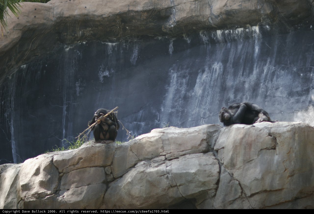Monkey See, Monkey Do at the Waterfall