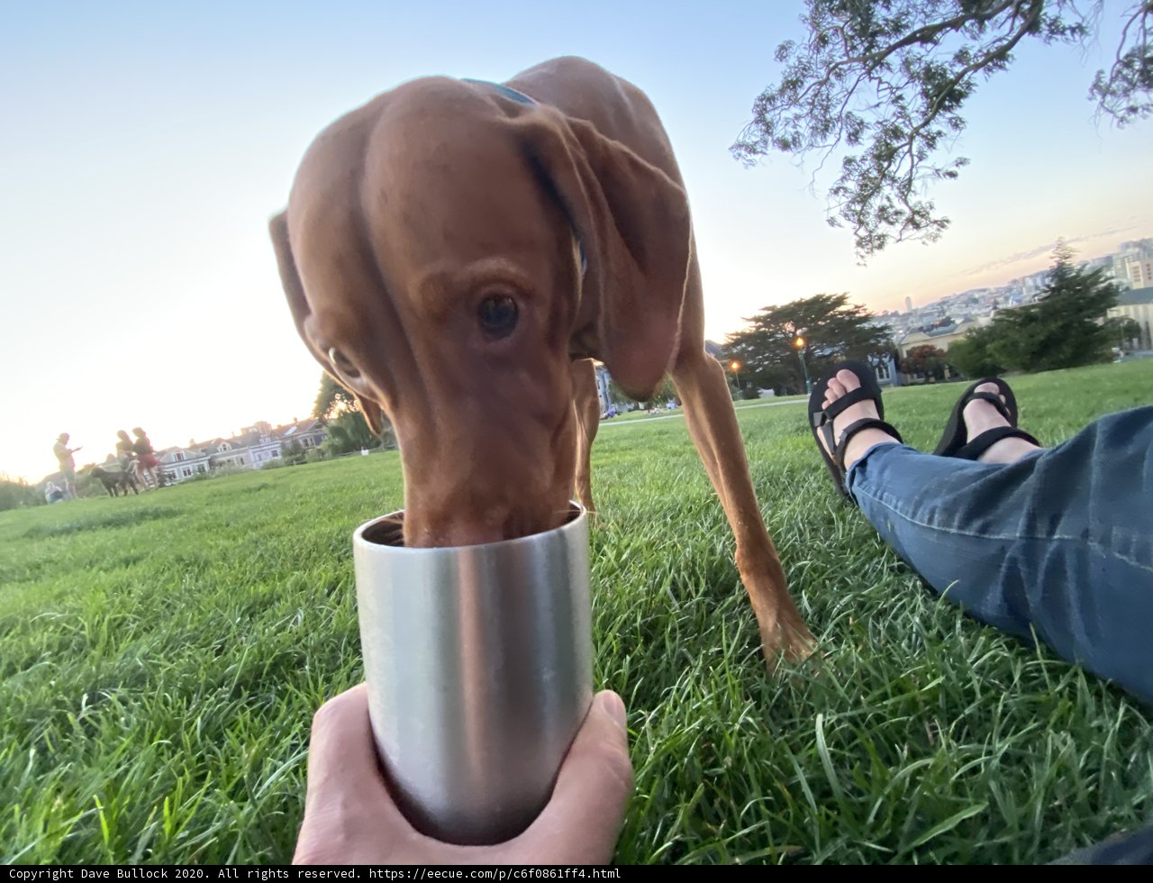 Thirsty Pup Quenches Thirst in Alamo Square