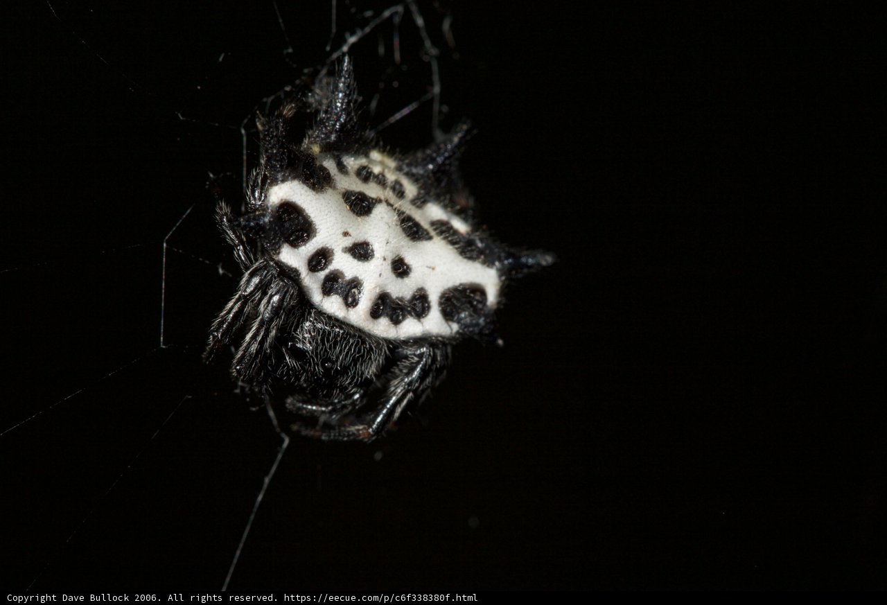 Spotted Garden Spider