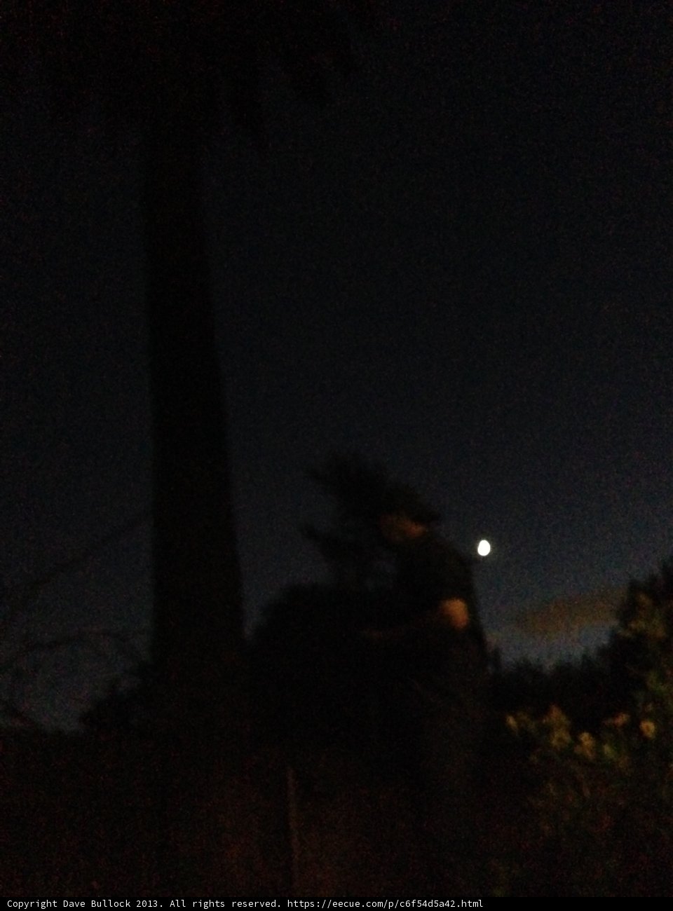 Nighttime Silhouette in Nature