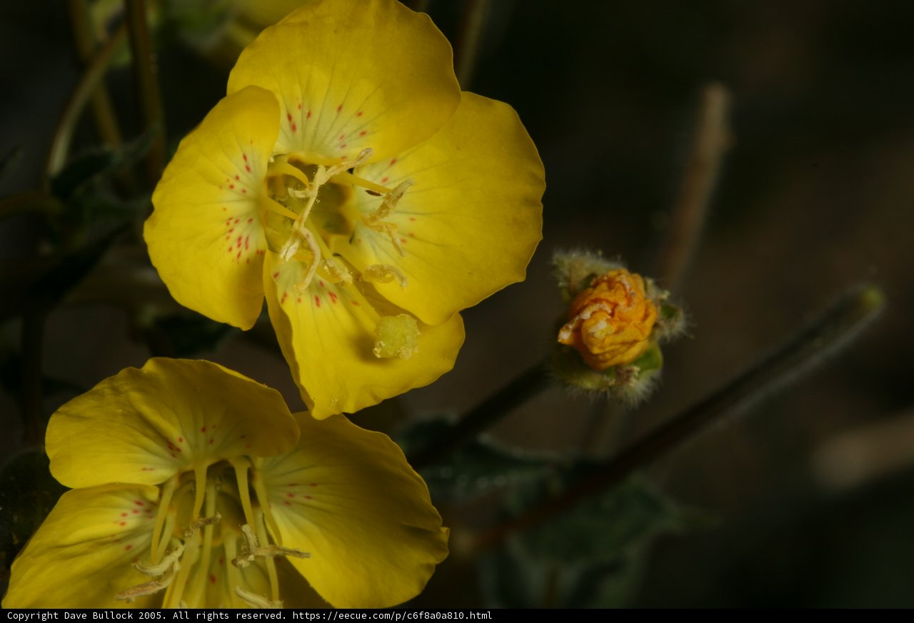 Illuminating Beauty in Darkness