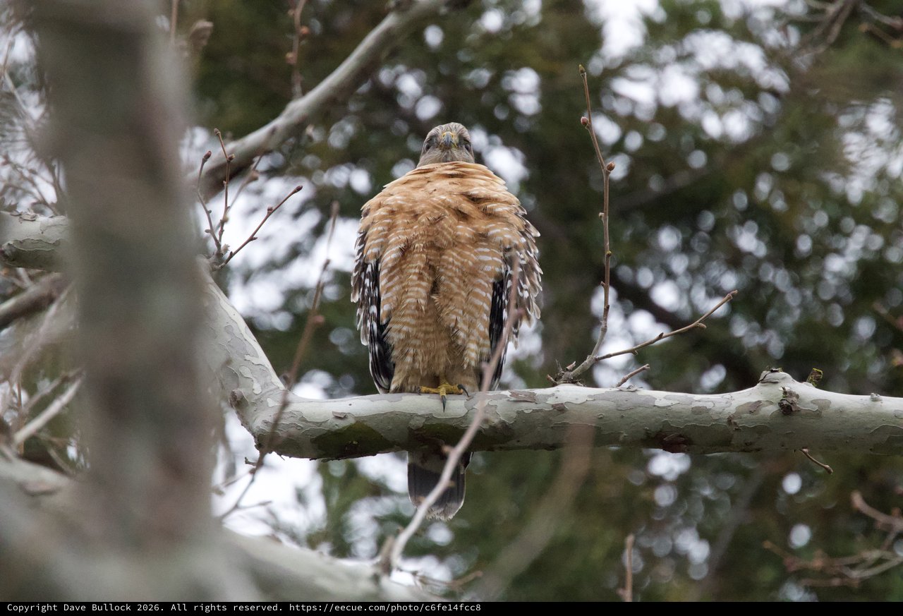 Red-shouldered Hawk Perched in Winter Forest
