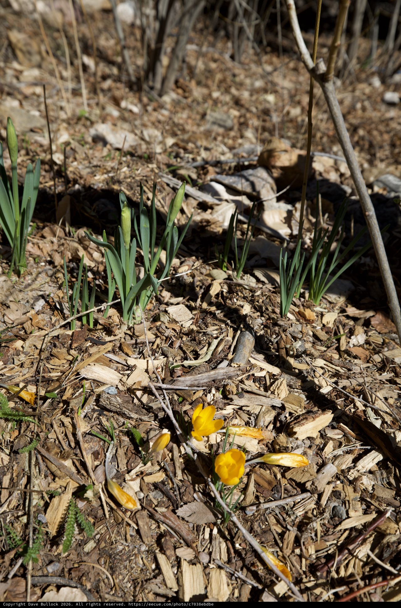 Early Spring Crocuses Emerging Through Wood Chip Mulch
