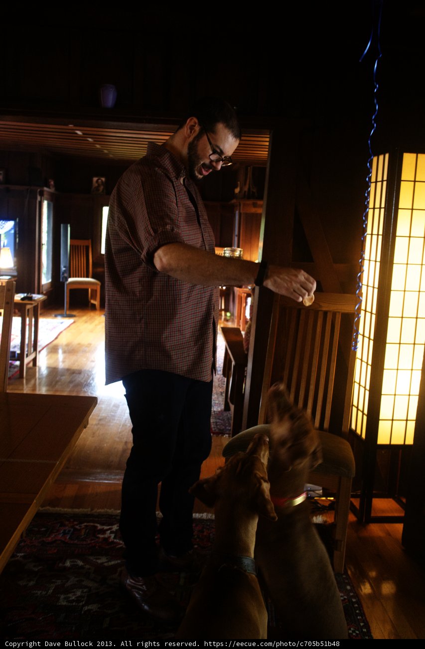 Man and his canine companions in a cozy room