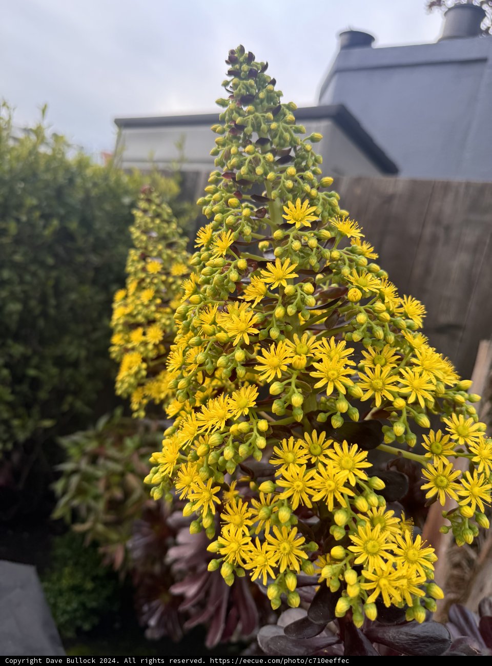 A Glimpse of Spring – the Blooming Daisy