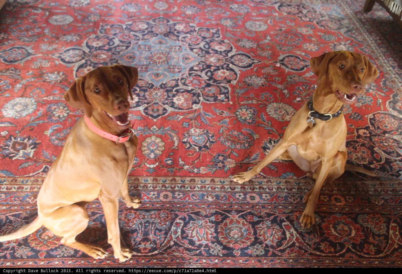 Cozy Canine Companions