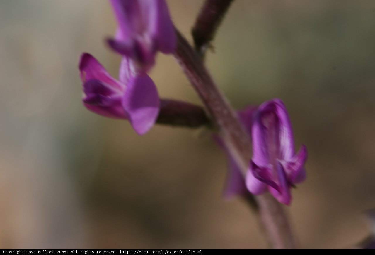 Purple Orchid in Bloom