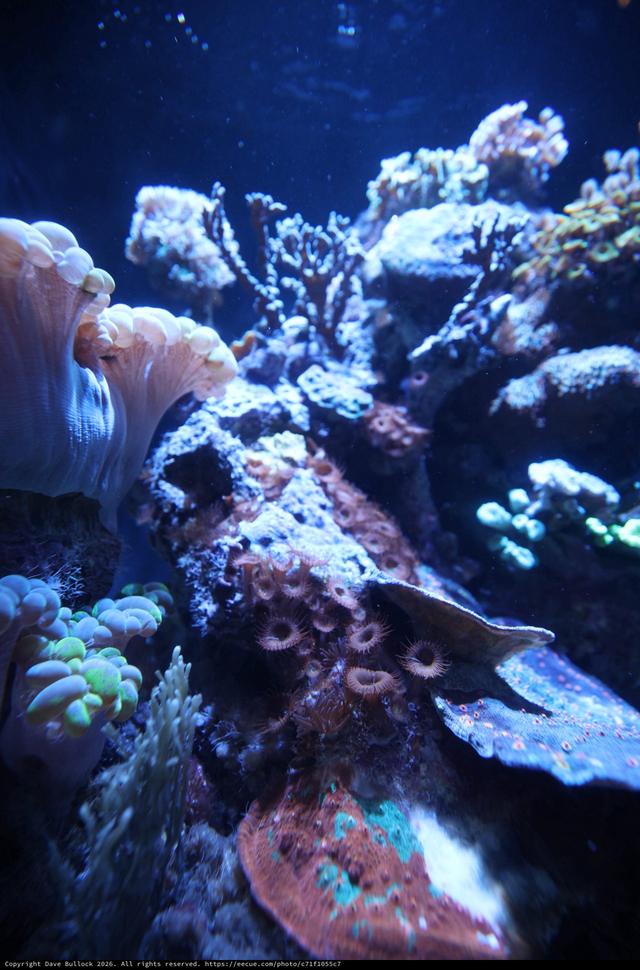 Vibrant Coral Reef Ecosystem Under Blue Light