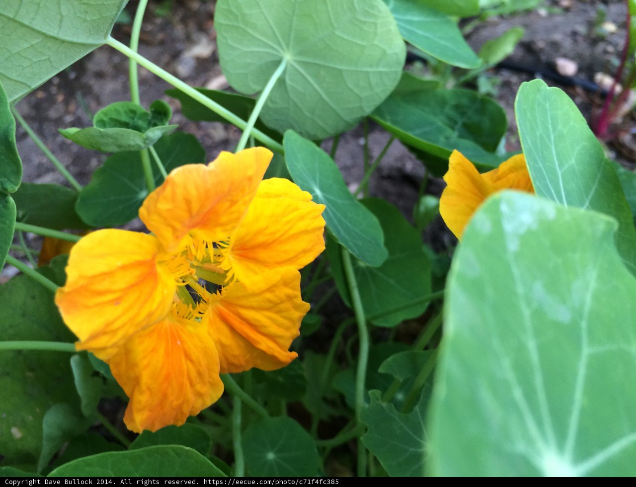 Sunny Geranium Bloom