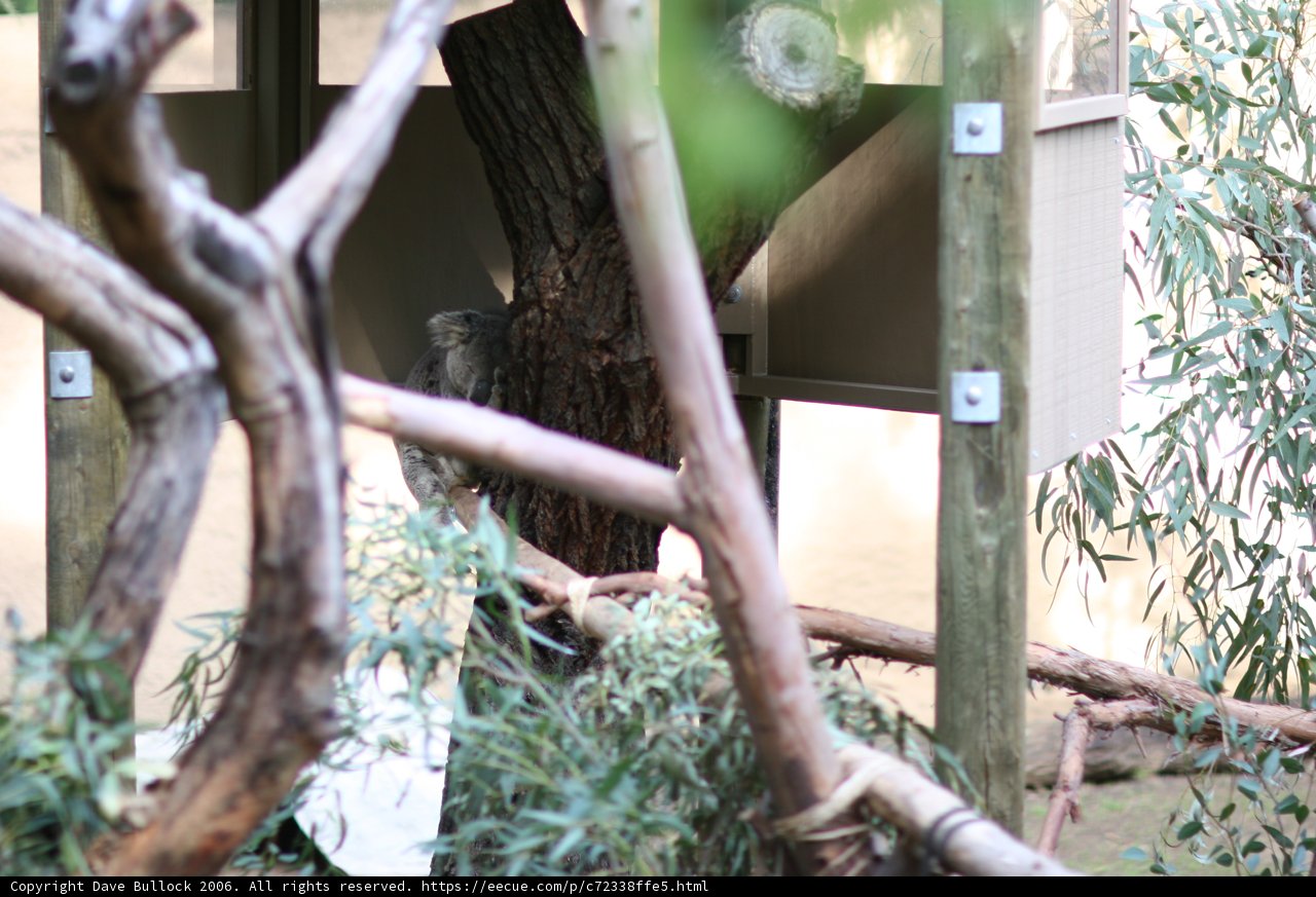 Koala in the Wood
