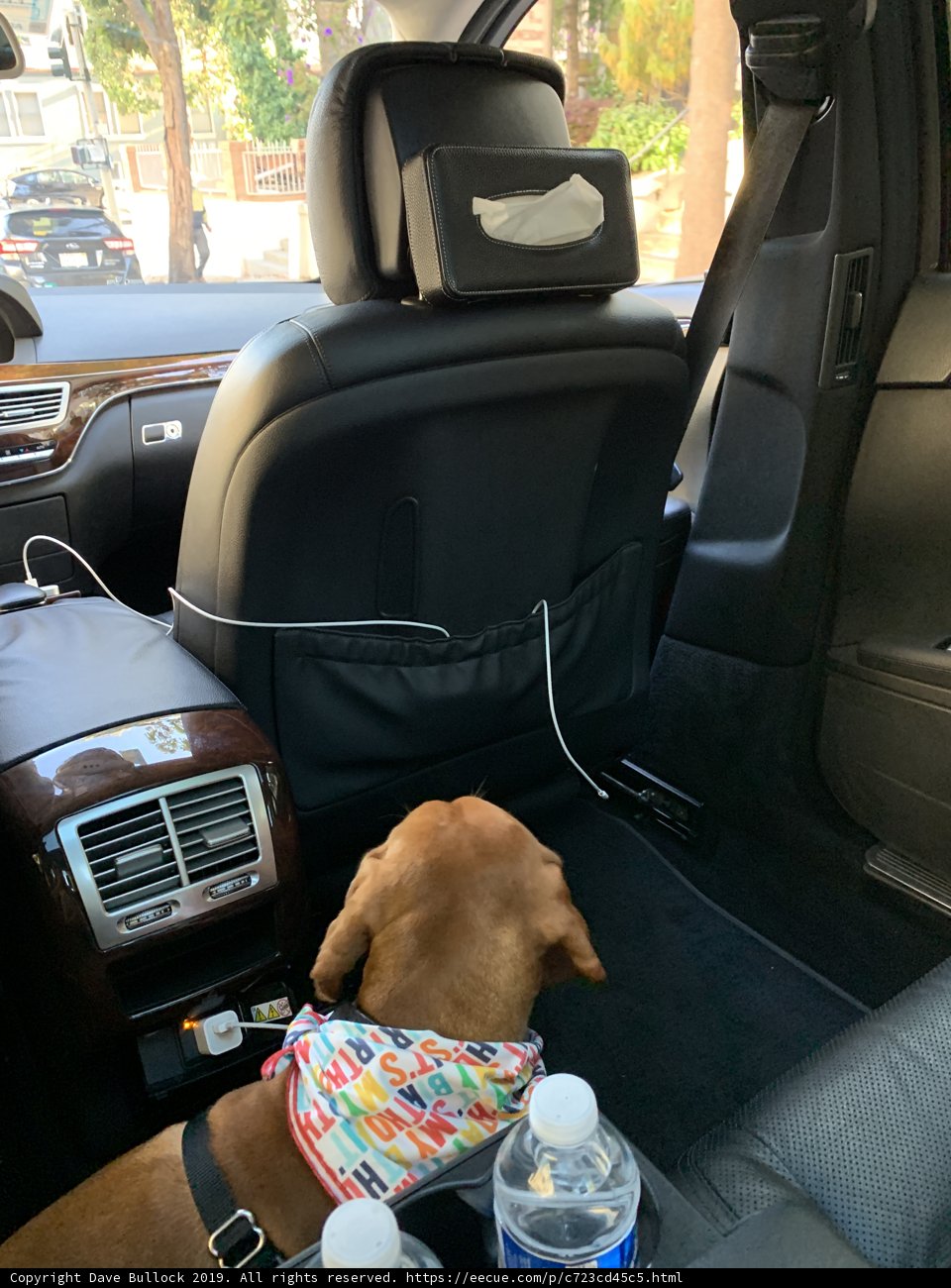 Furry Passenger on a Ride