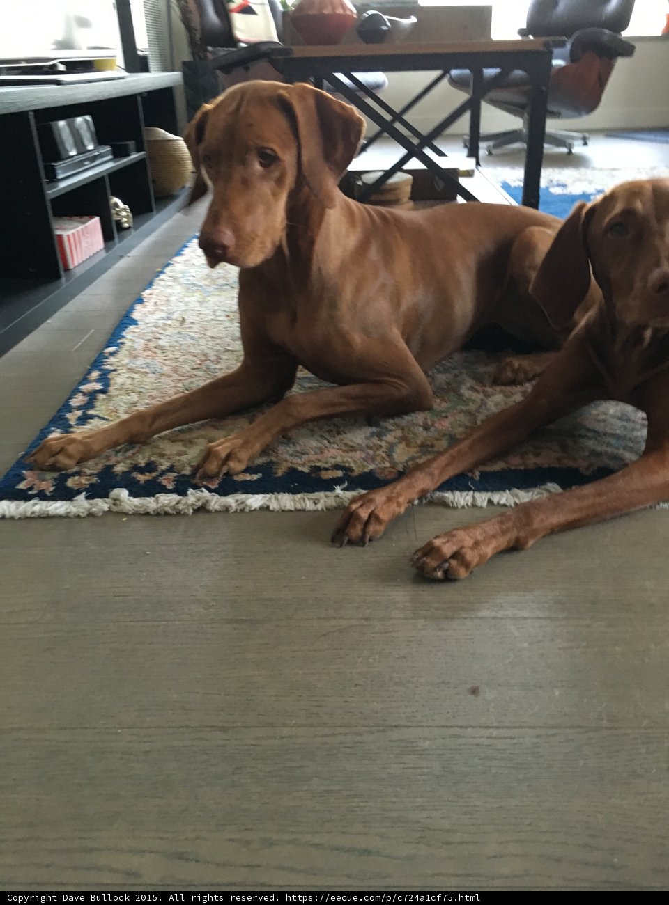 Two Vizsla Dogs Resting