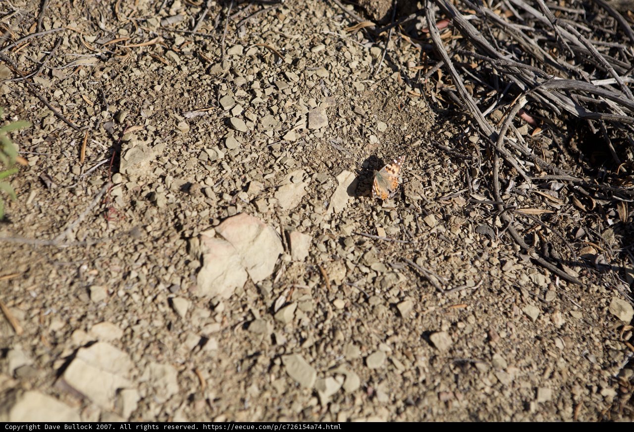 Tiny Rock on the Path