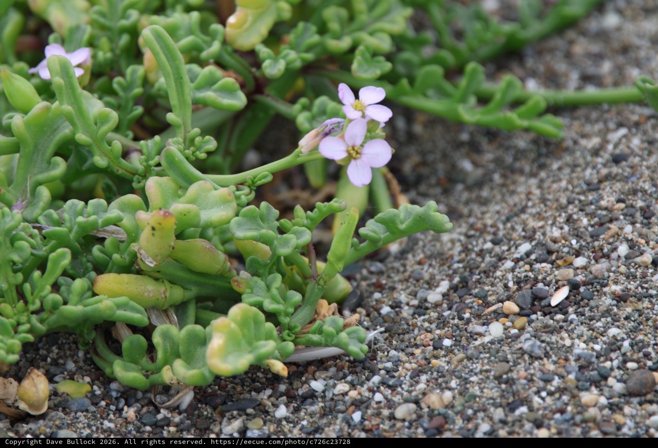 Delicate Sea Rocket Blooms on Sandy Coastal Shore