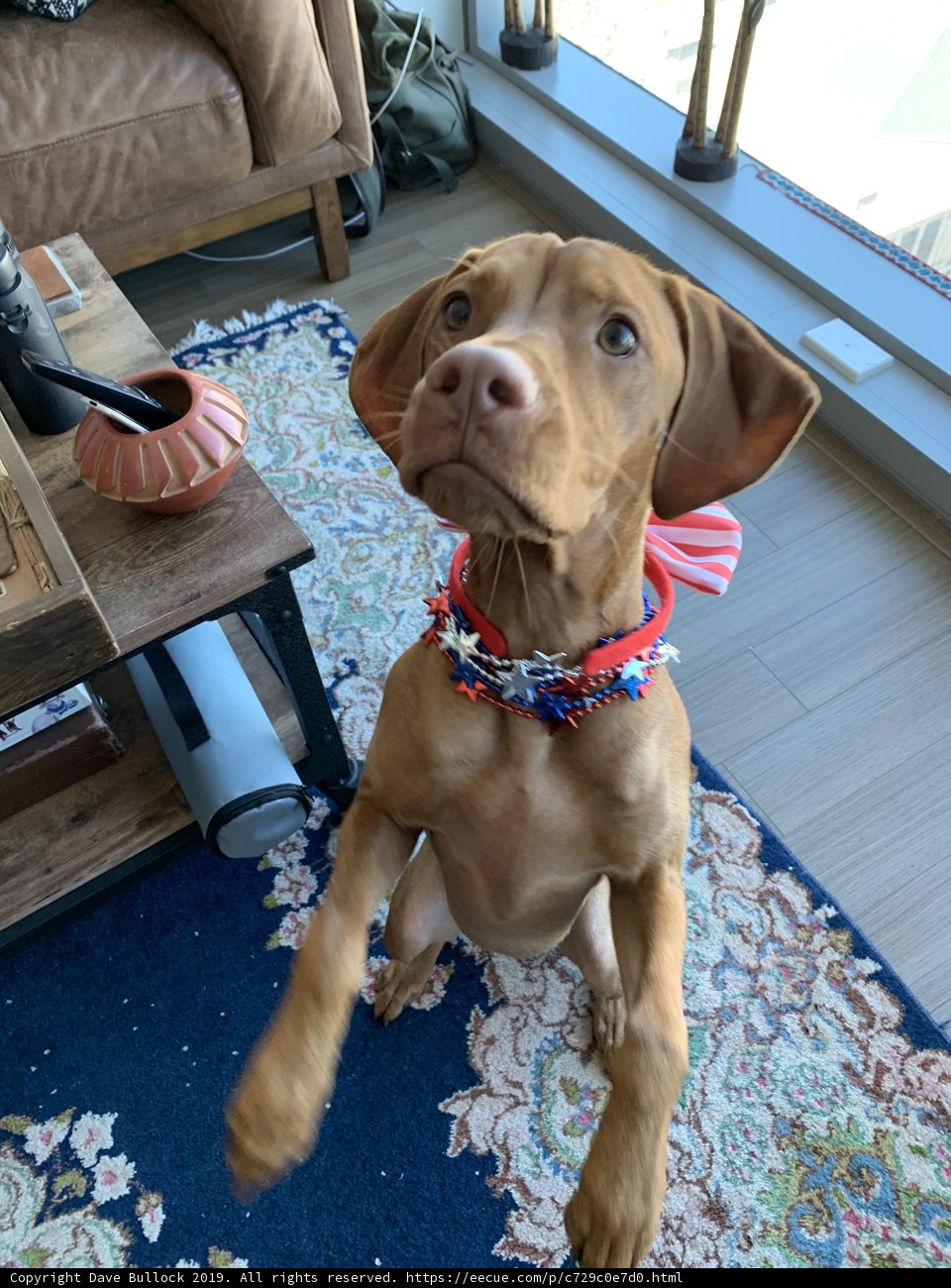 Patriotic Pup
