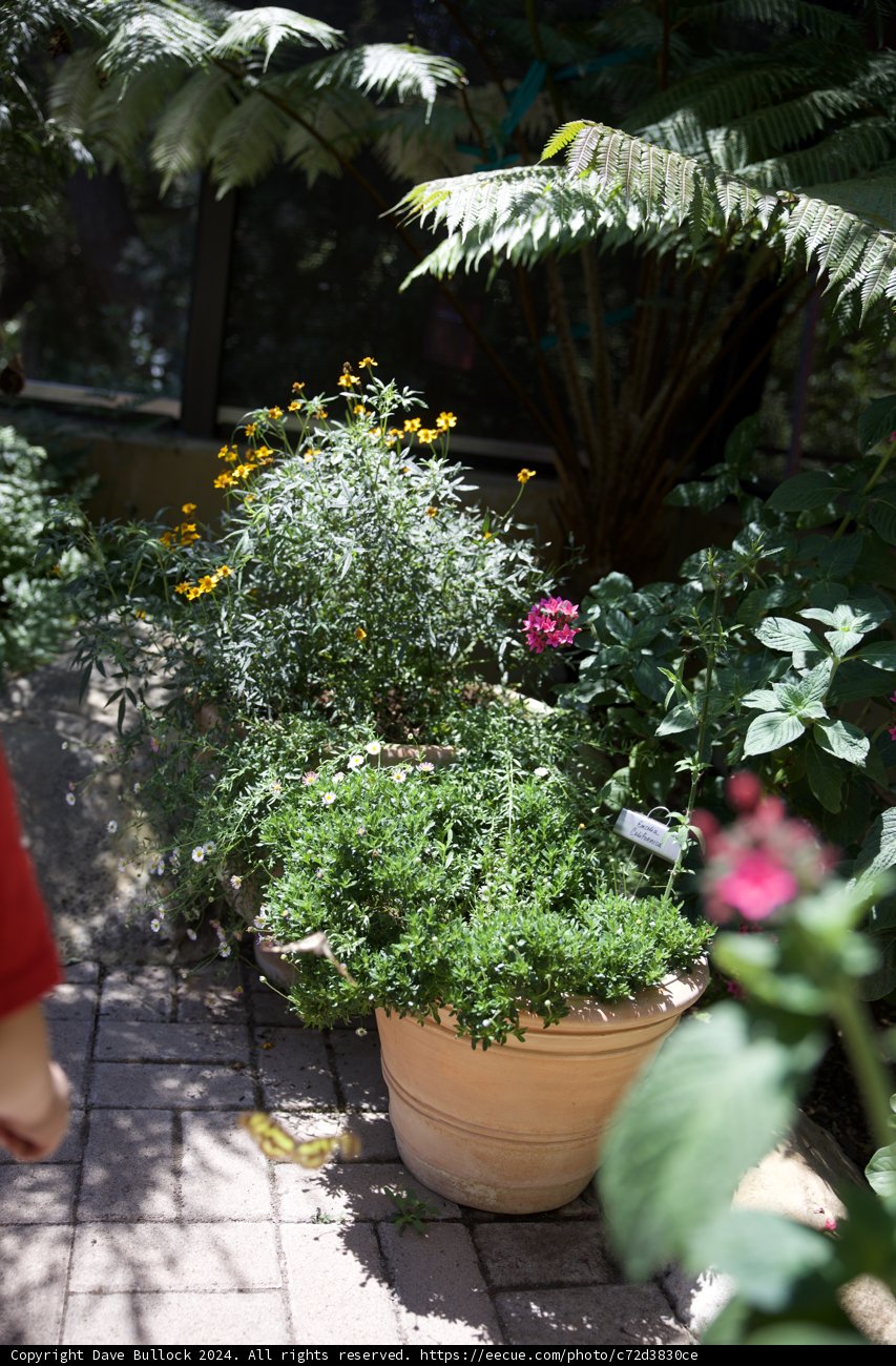 Garden Stroll on Wesley's 2nd Birthday