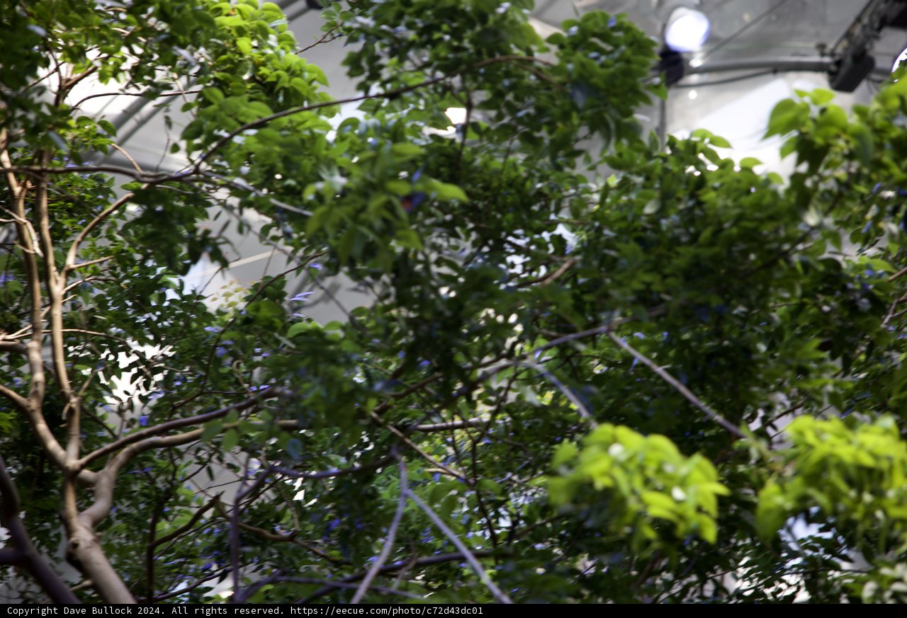 A Serene Visitor: Bird in the Rainforest