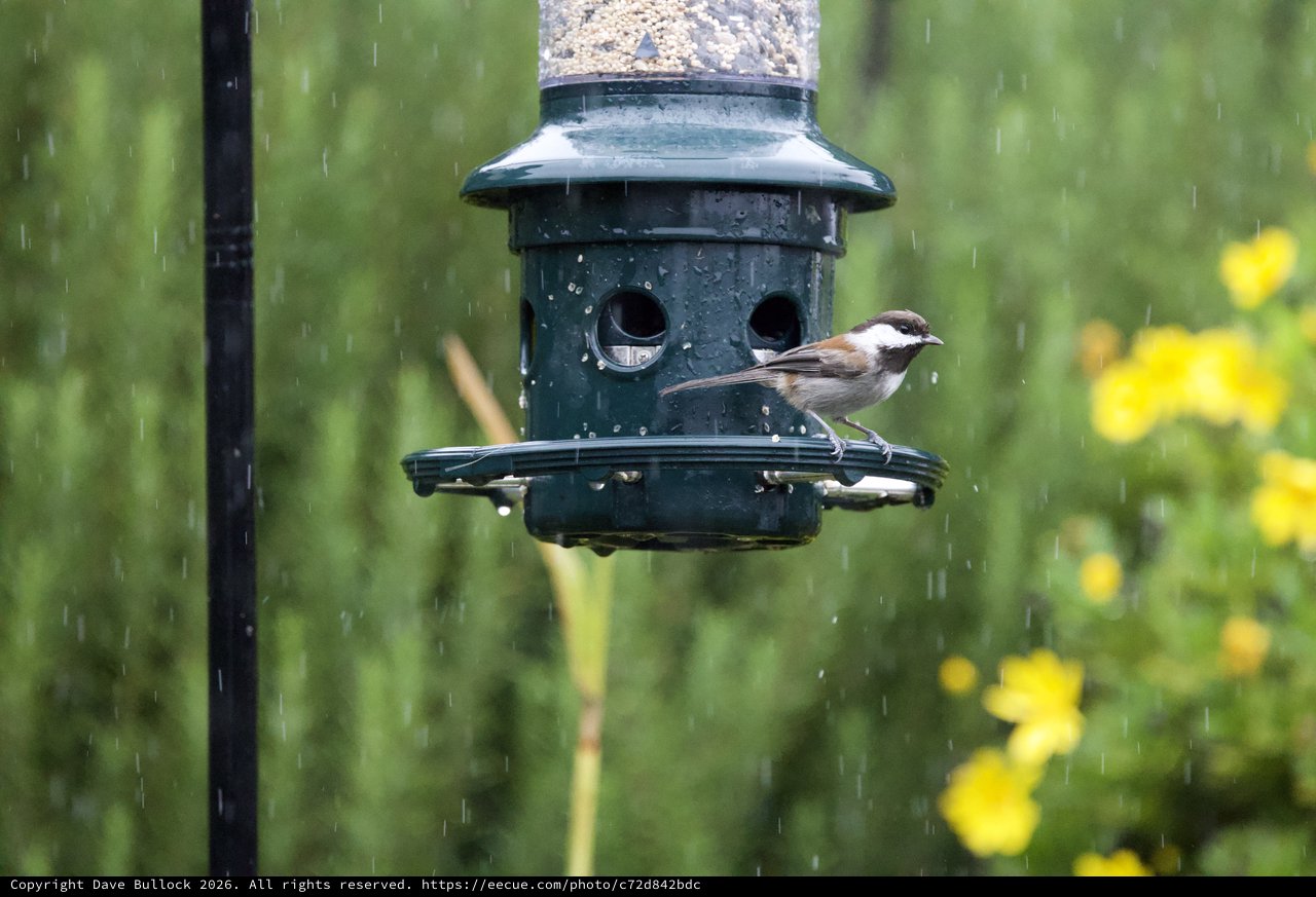 Chickadee Braving the Rain at Garden Bird Feeder