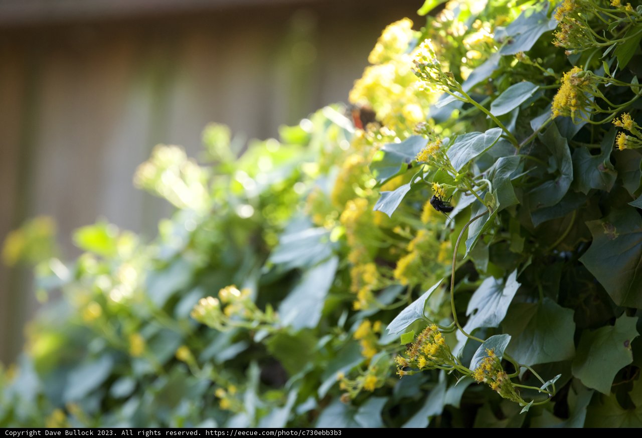 Nature's Pollinator in Action