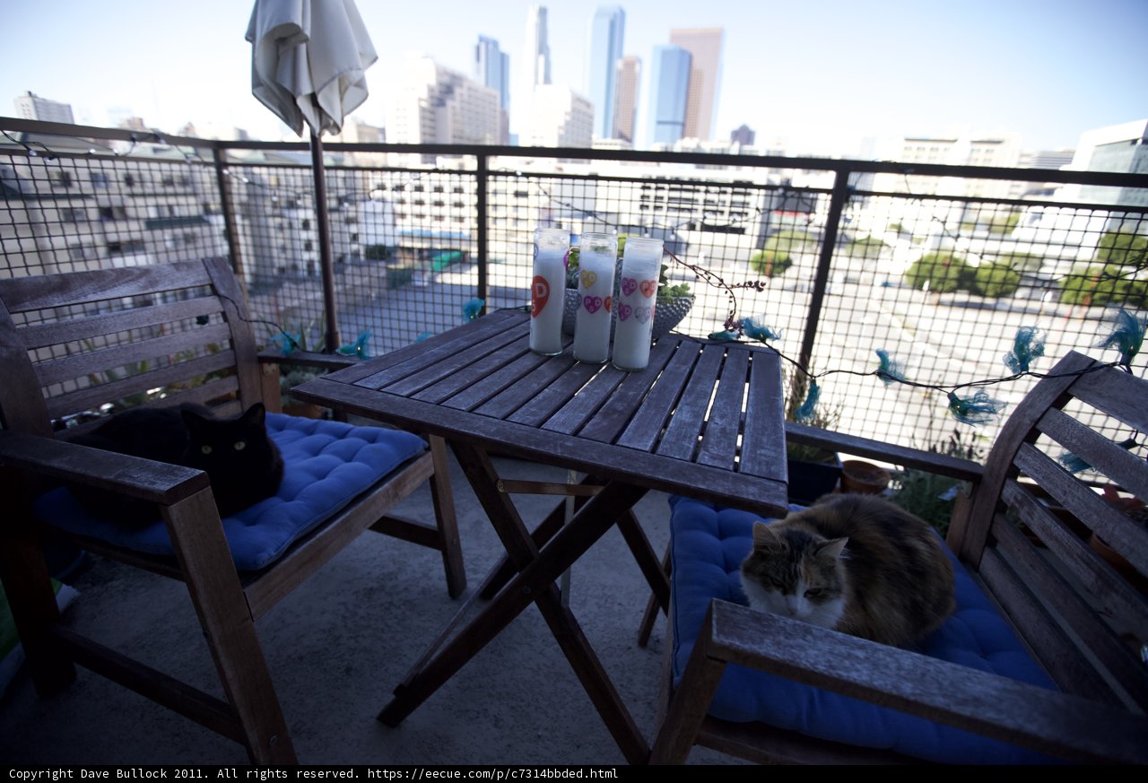 City View with a Feline Companion