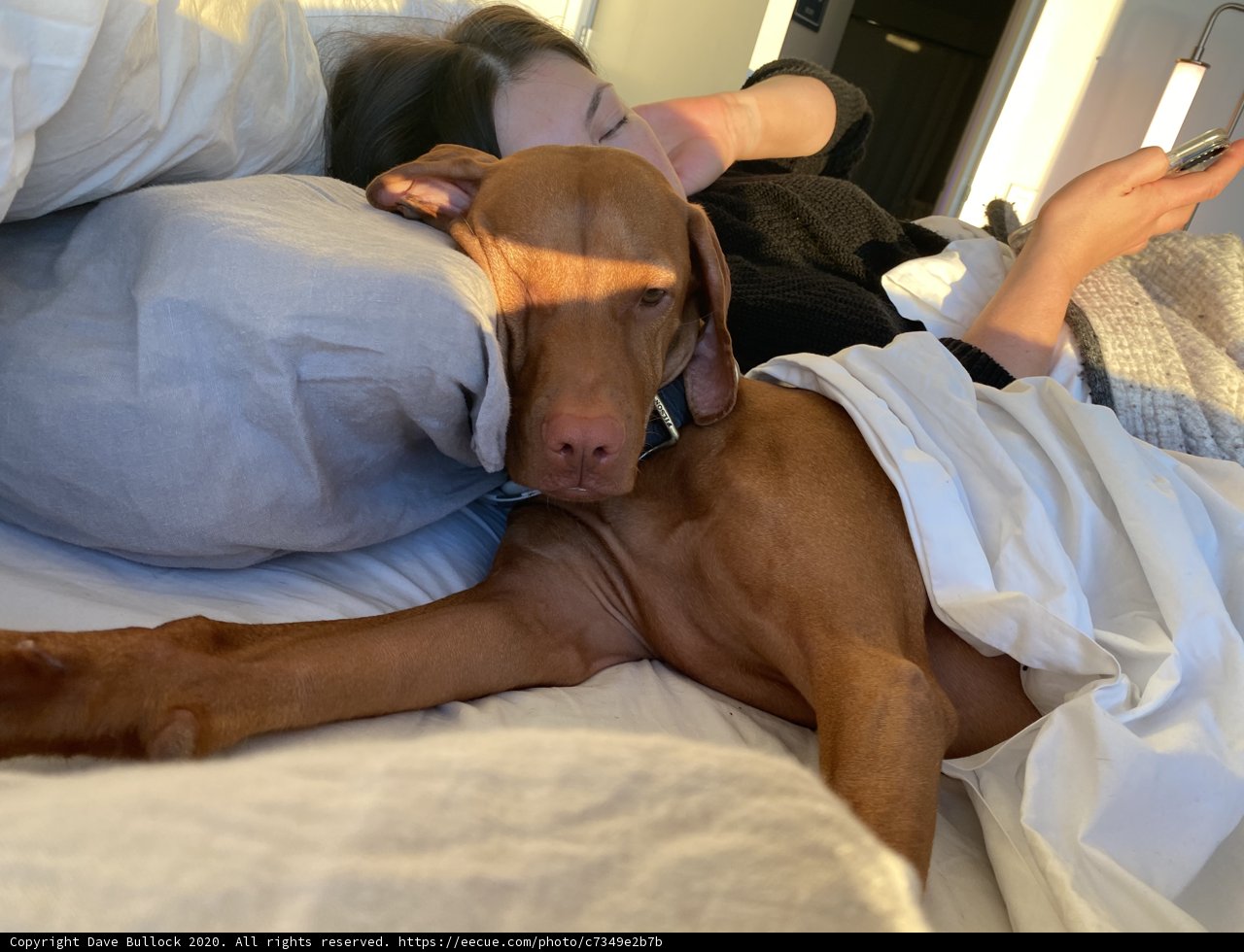 Canine Cuddles