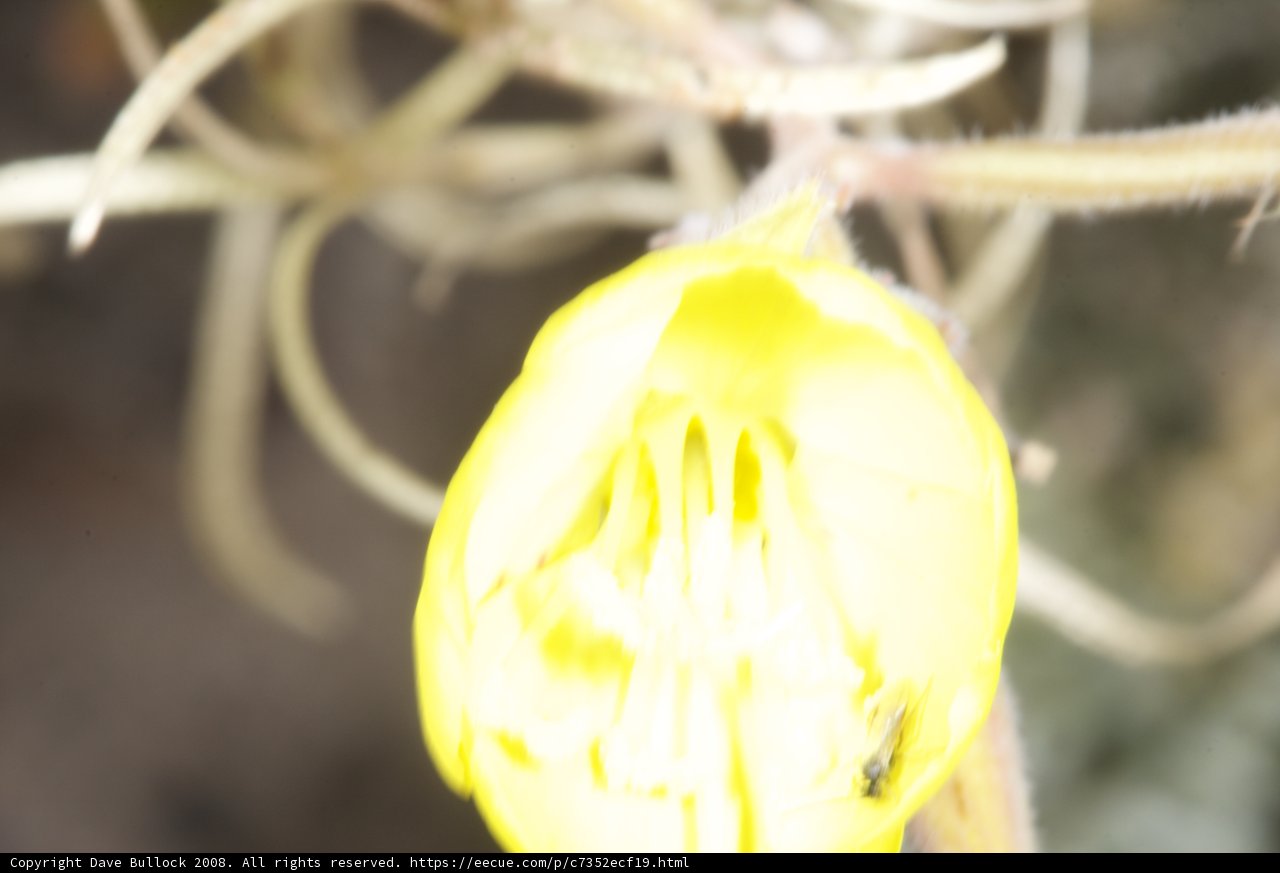 Desert Flower Blooms