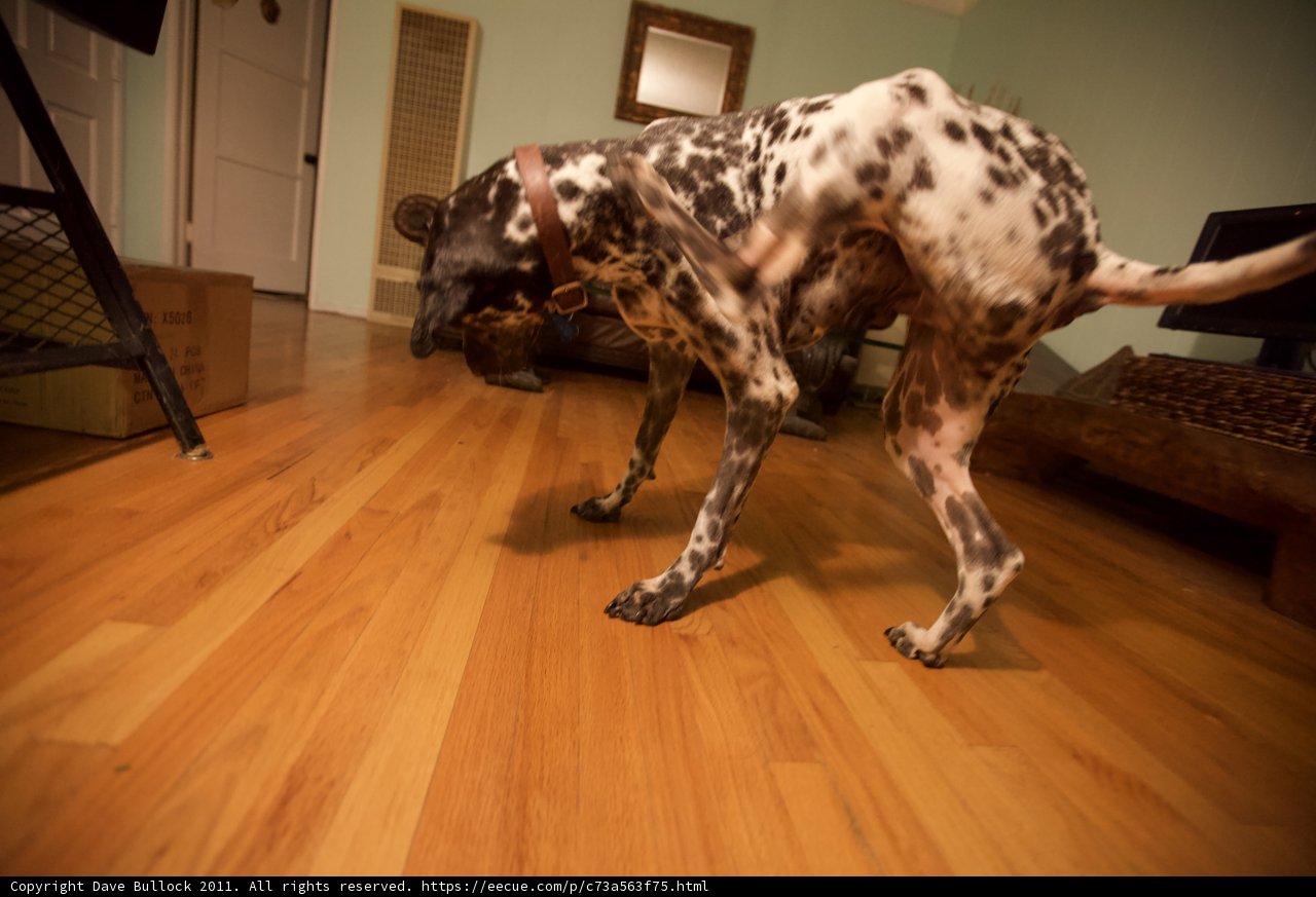 Canine Companion on Hardwood Flooring