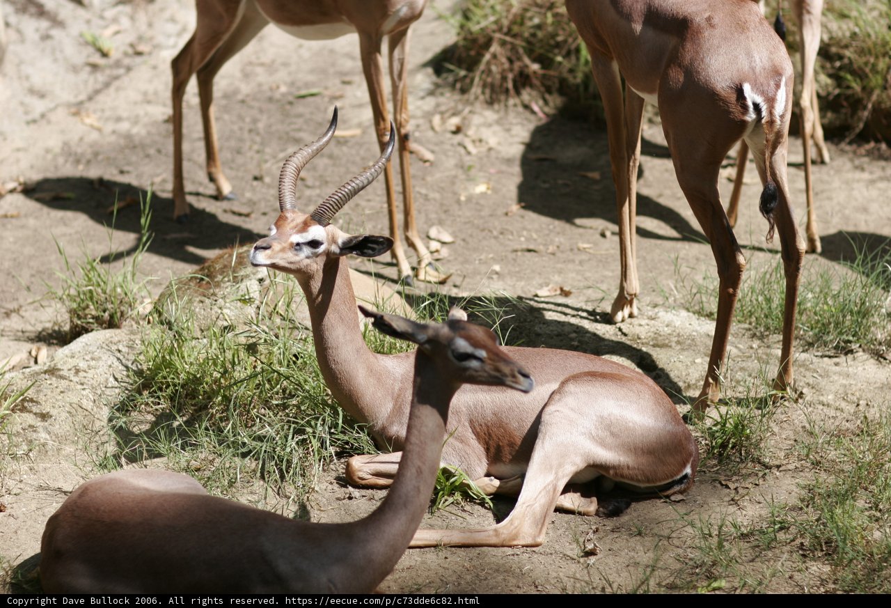 Impalas and Antelopes Grazing in the Wild