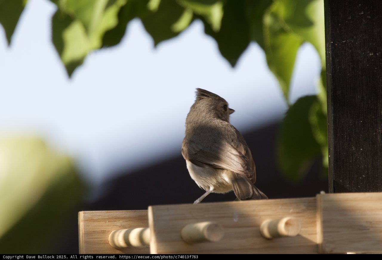Perched in Serenity