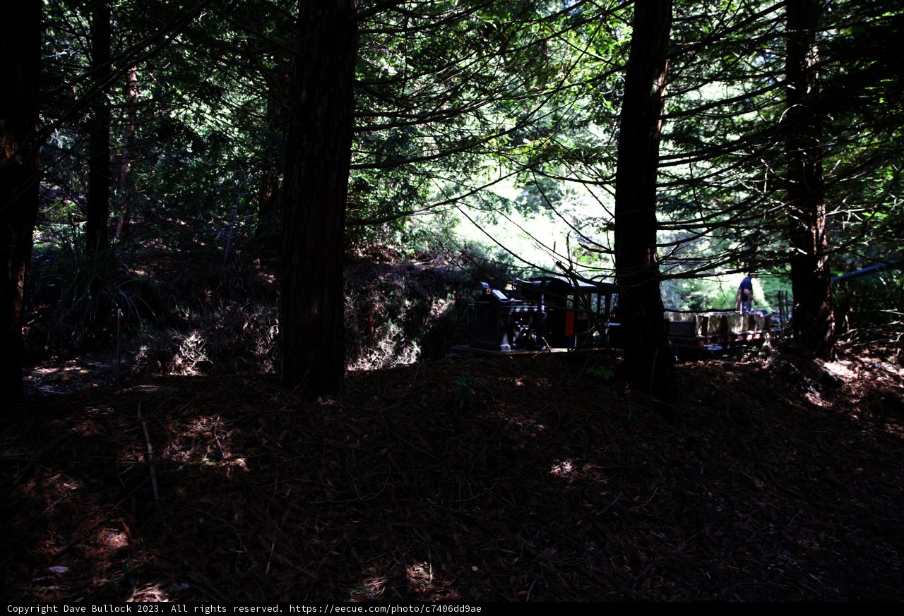 A Serene Encounter in the Woods