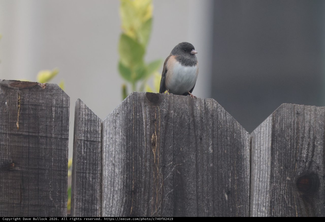 Dark-eyed Junco Perched on Weathered Wooden Fence