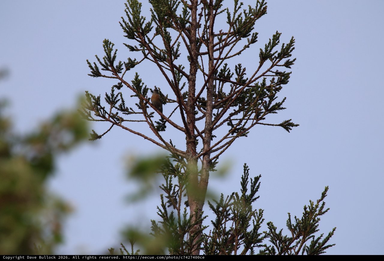 Small Bird Perched on Evergreen Tree at Dusk