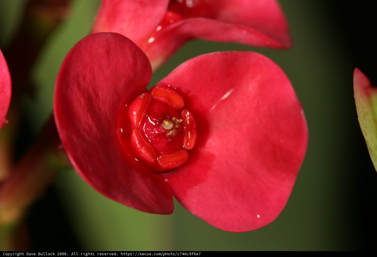 Vibrant Red Geranium with Dew Drops
