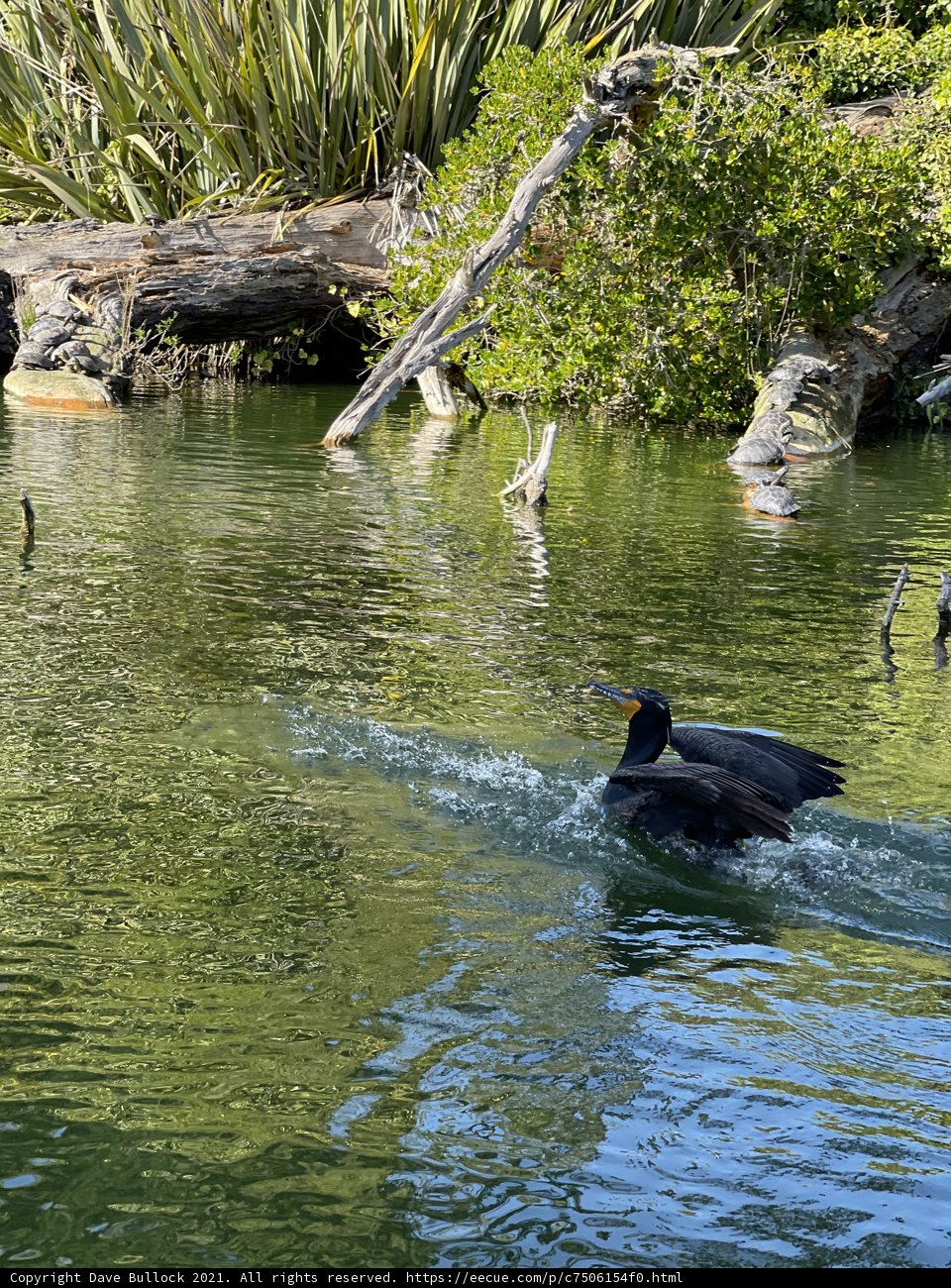 Swimming Cormorant on Log in Stow Lake