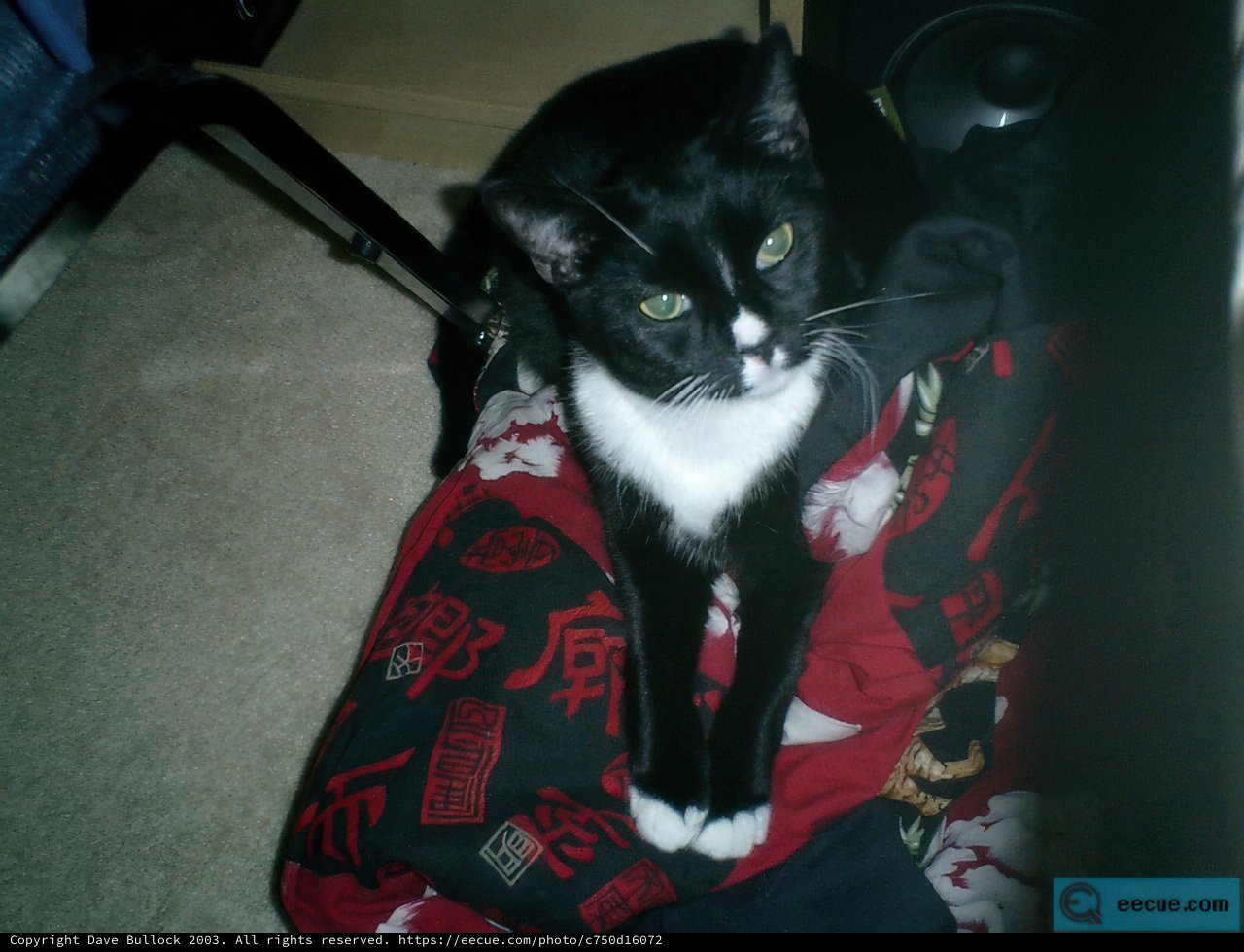 Purrfectly Cozy