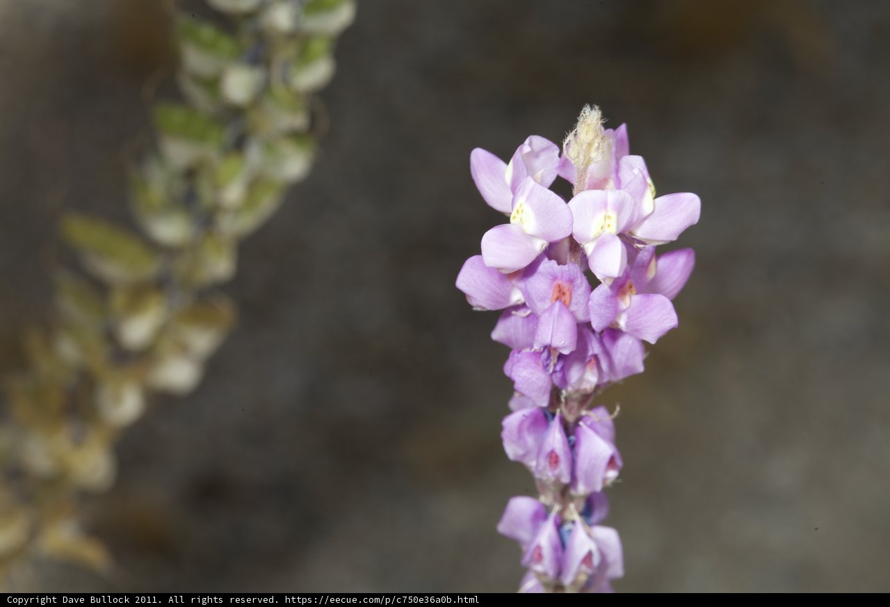 Desert Beauty