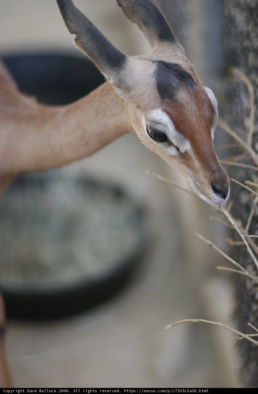 Grazing Impala Antelope