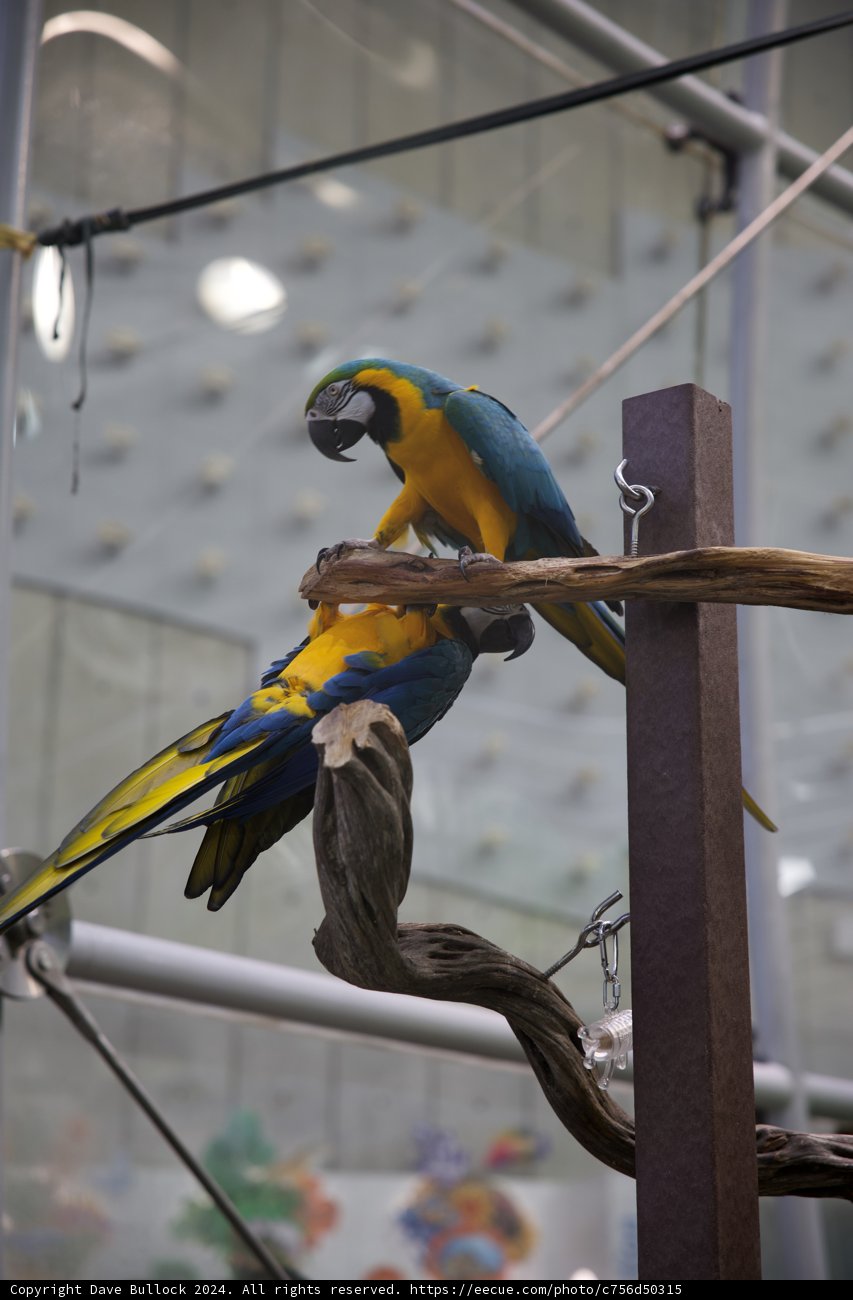 Twin Parrots at Play