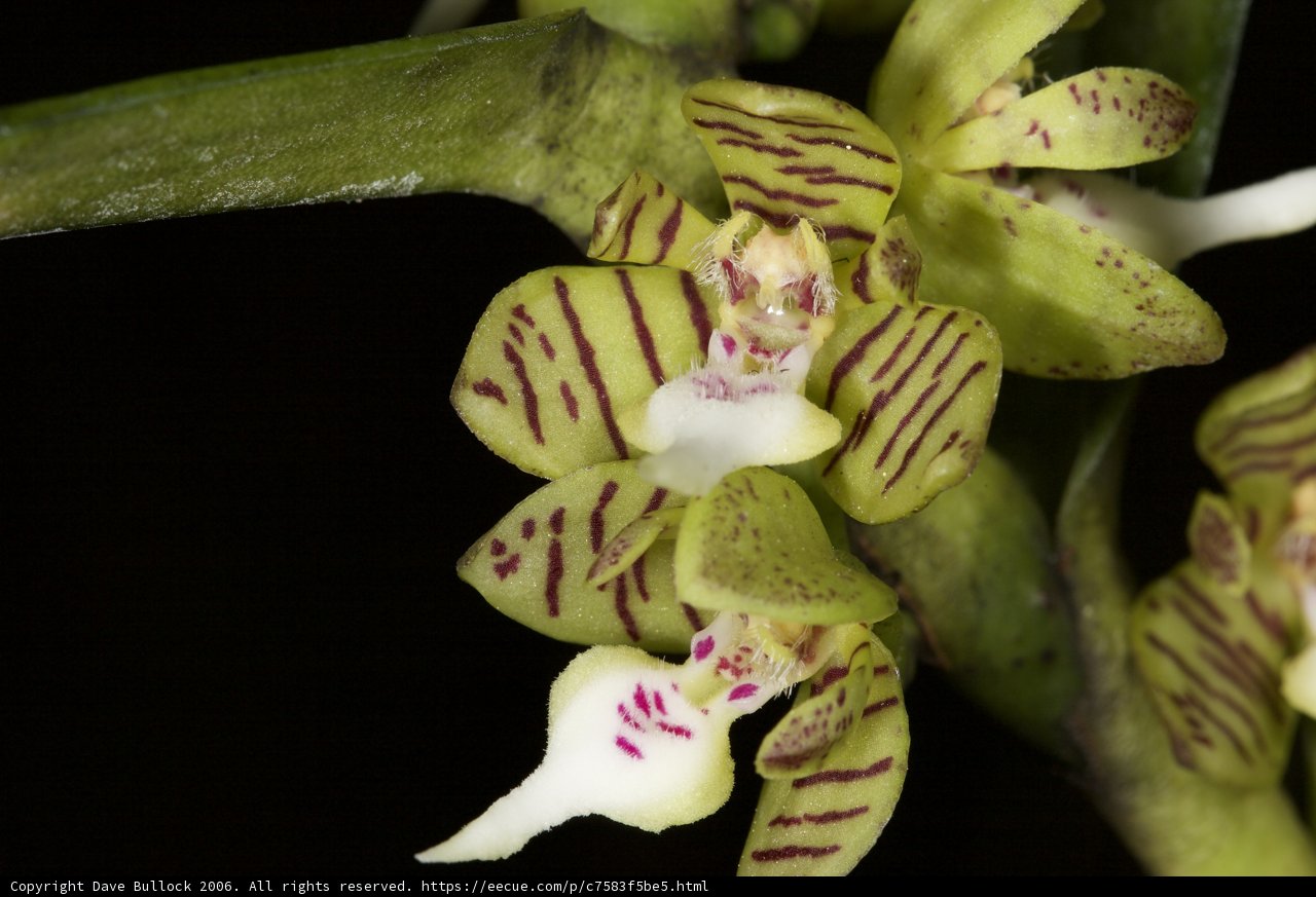 A Delicate Green and White Orchid