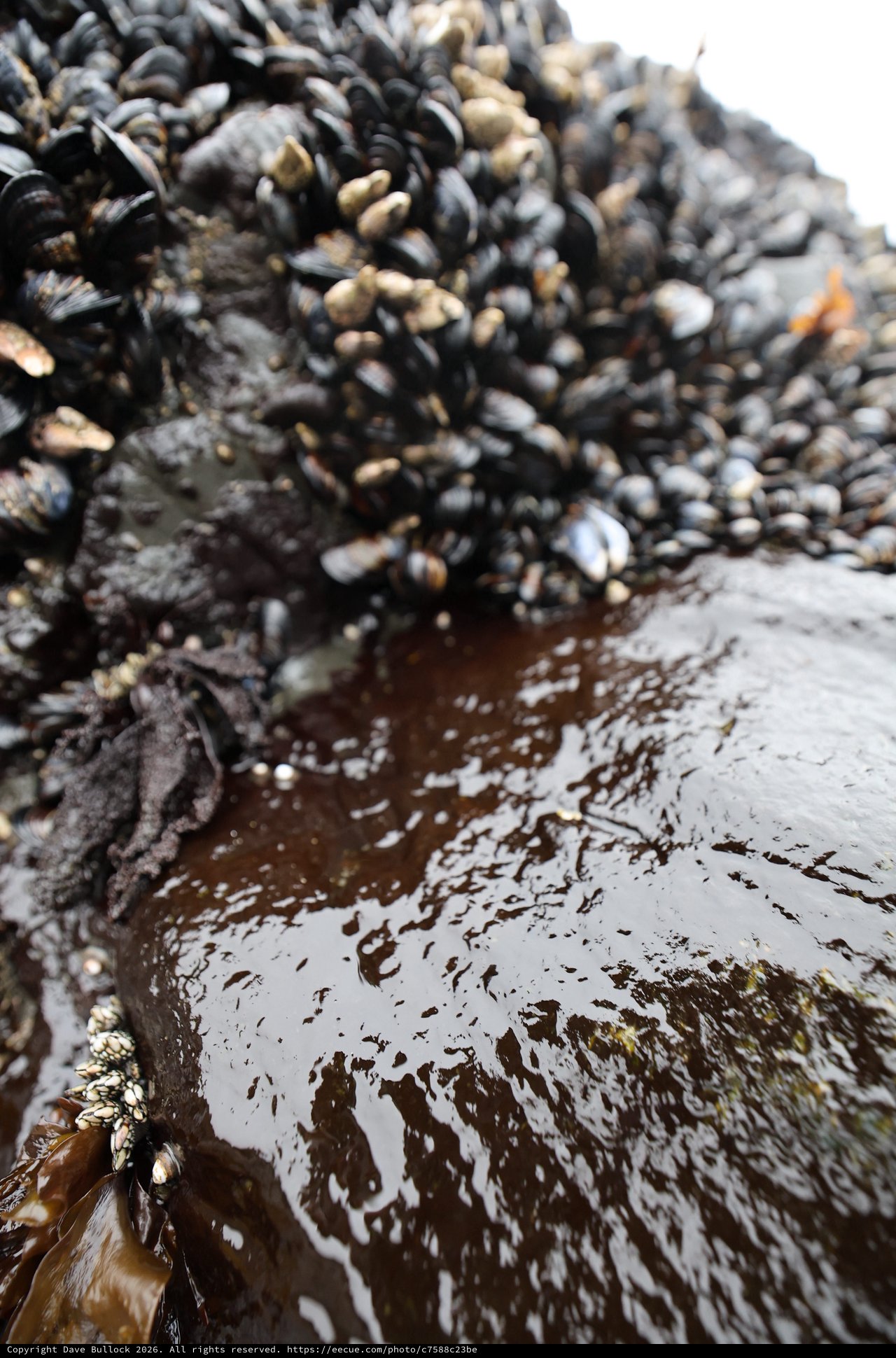 Mussels and Barnacles Colonizing a Tidal Rock