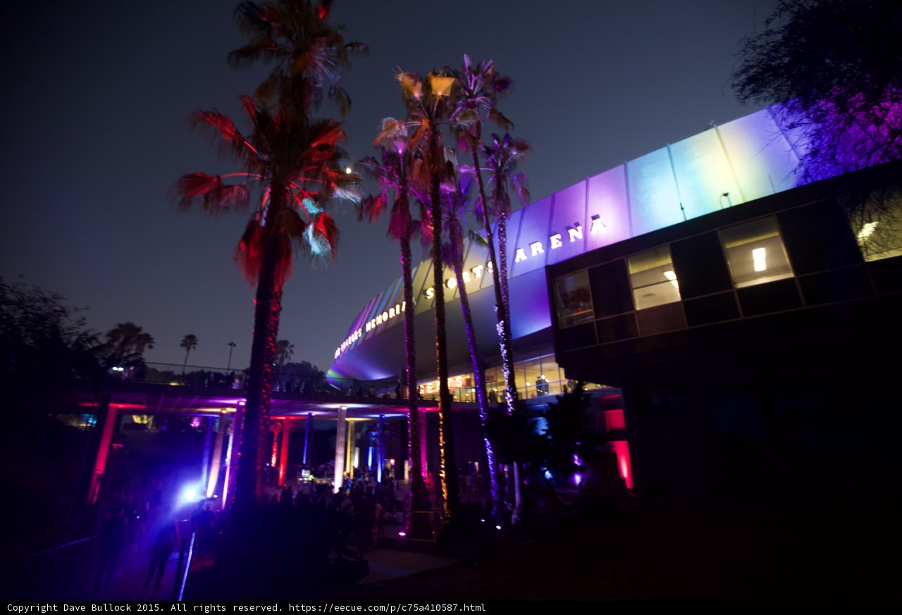 Arena Palm Trees at Night